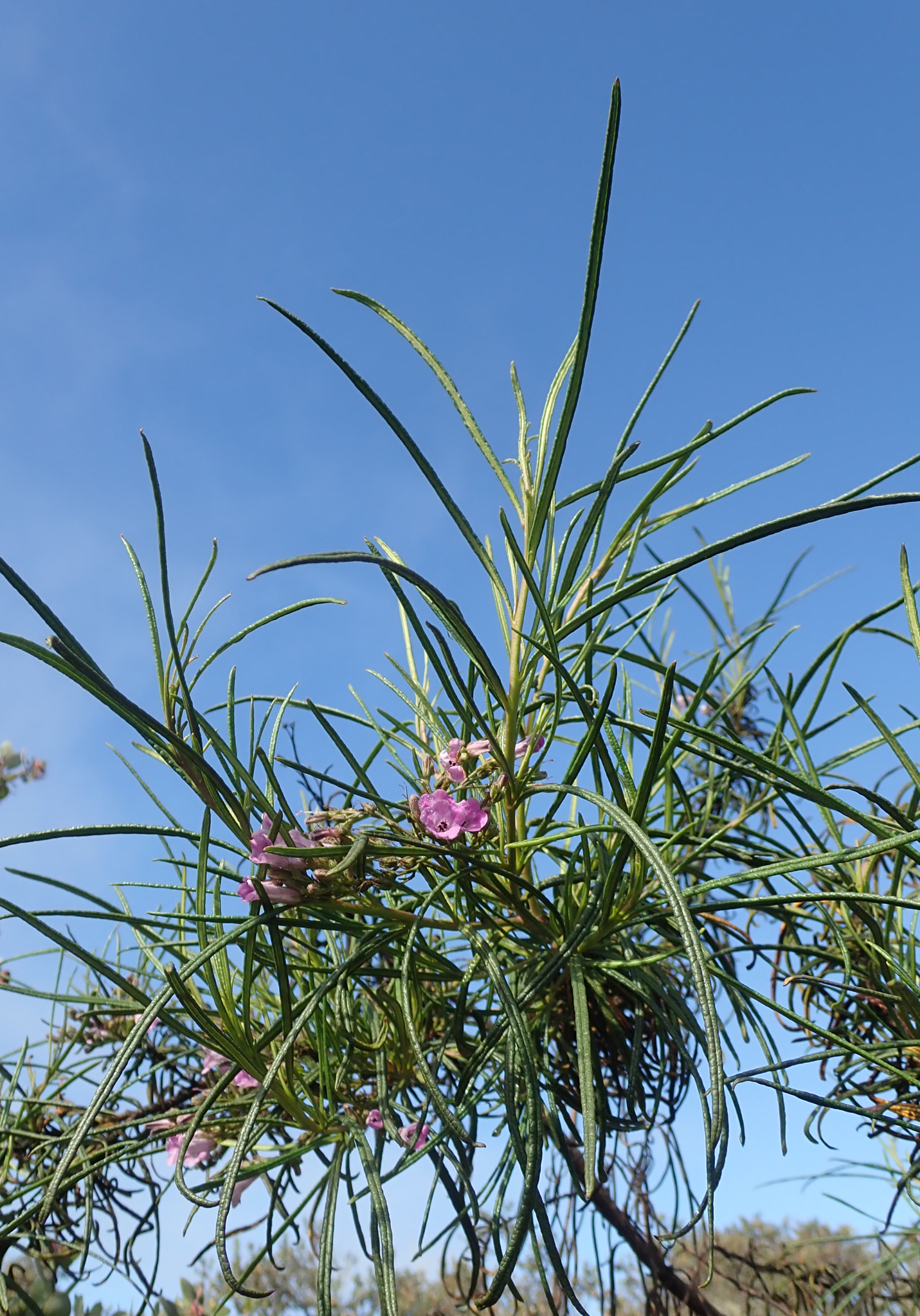 Eriodictyon altissimum
