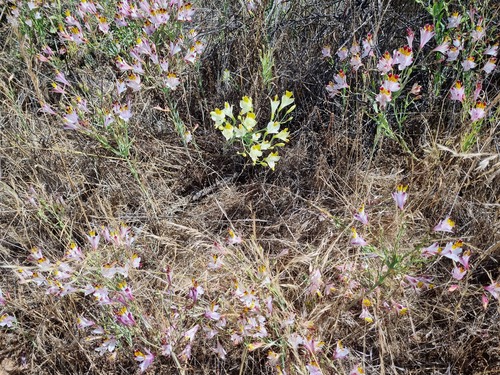 Alstroemeria pulchra (Alstroemeria pulchra)