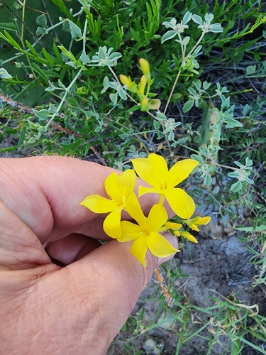 Menodora longiflora, photograph 6