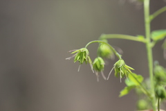 Thalictrum strigillosum