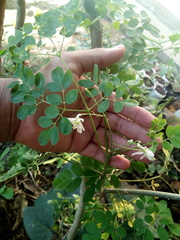 Image of Moringa oleifera