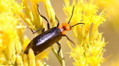 Lytta vulnerata