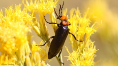 Lytta vulnerata