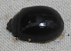 Paropsisterna morio