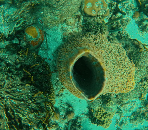 Giant Barrel Sponge