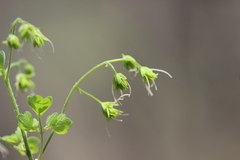 Thalictrum strigillosum