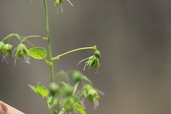 Thalictrum strigillosum