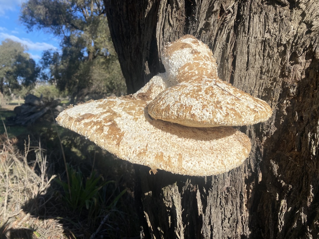 Laetiporus portentosus · June 2025 · photo: © rebecca768 (iNaturalist, cc-by-sa)