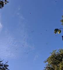 Ictinia mississippiensis