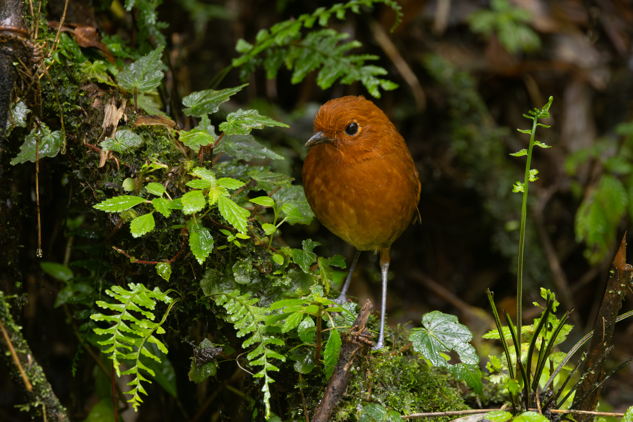 Chami Antpitta (Grallaria alvarezi), photo 6