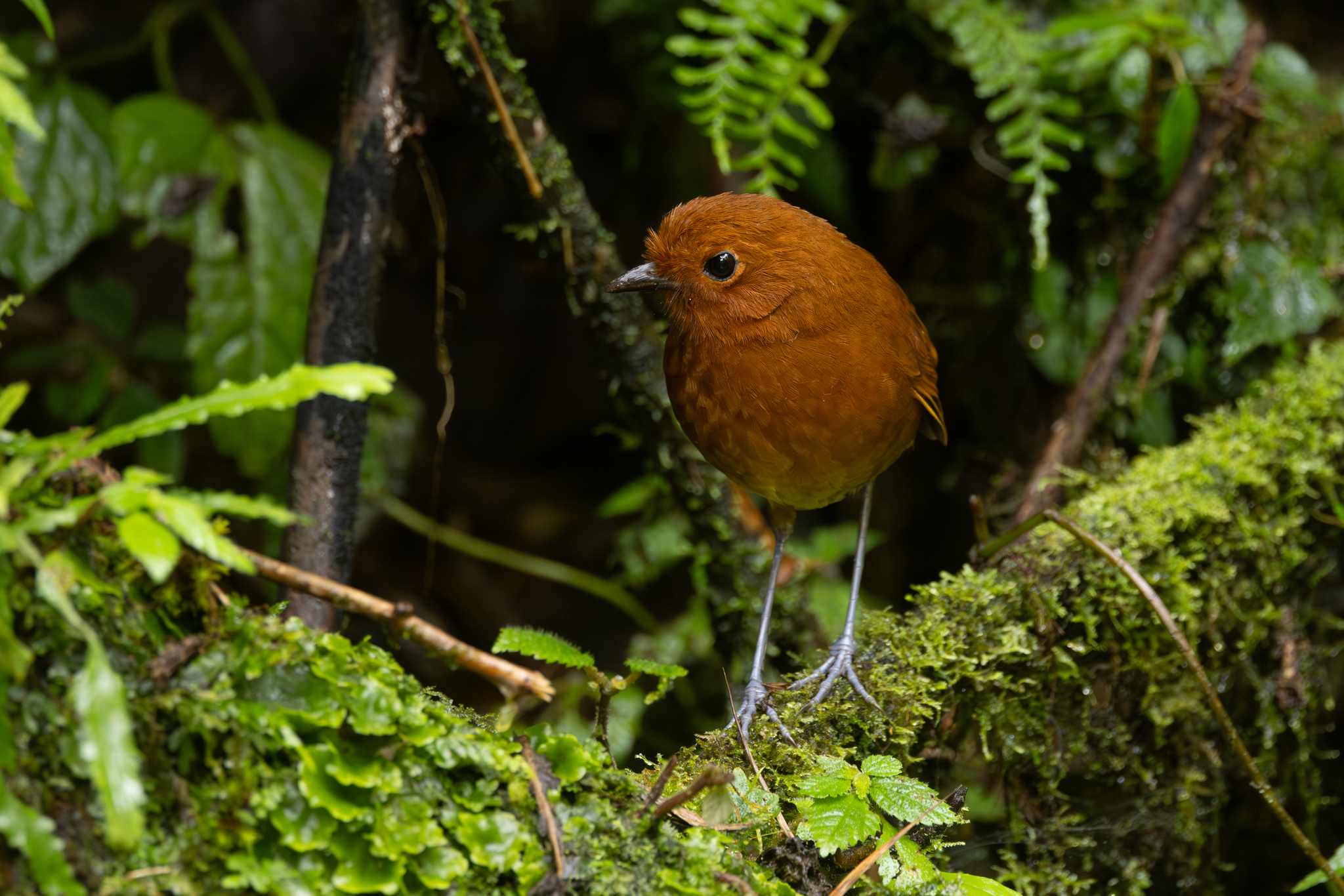 Chami Antpitta (Grallaria alvarezi), photo 7