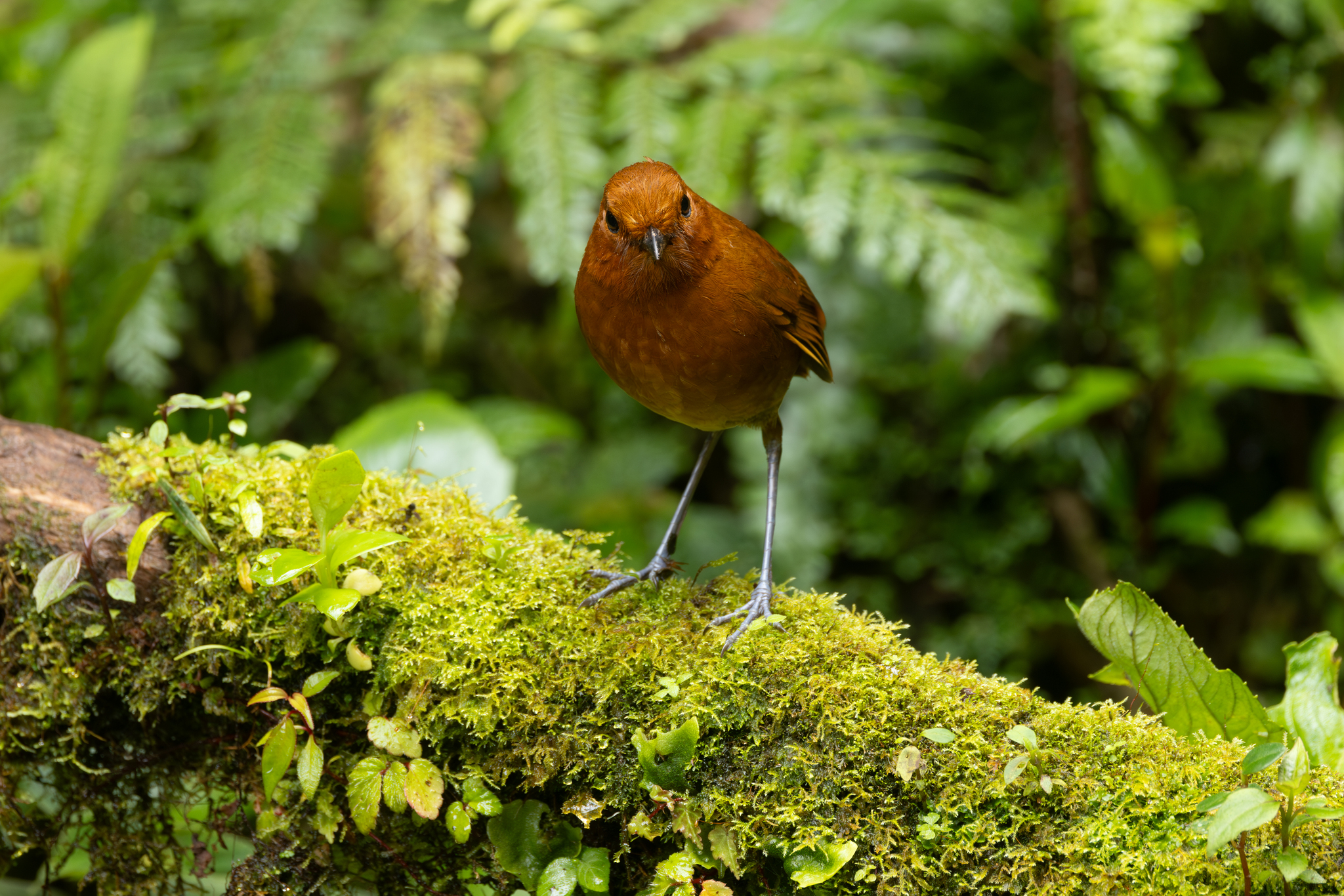 Chami Antpitta (Grallaria alvarezi), photo 10
