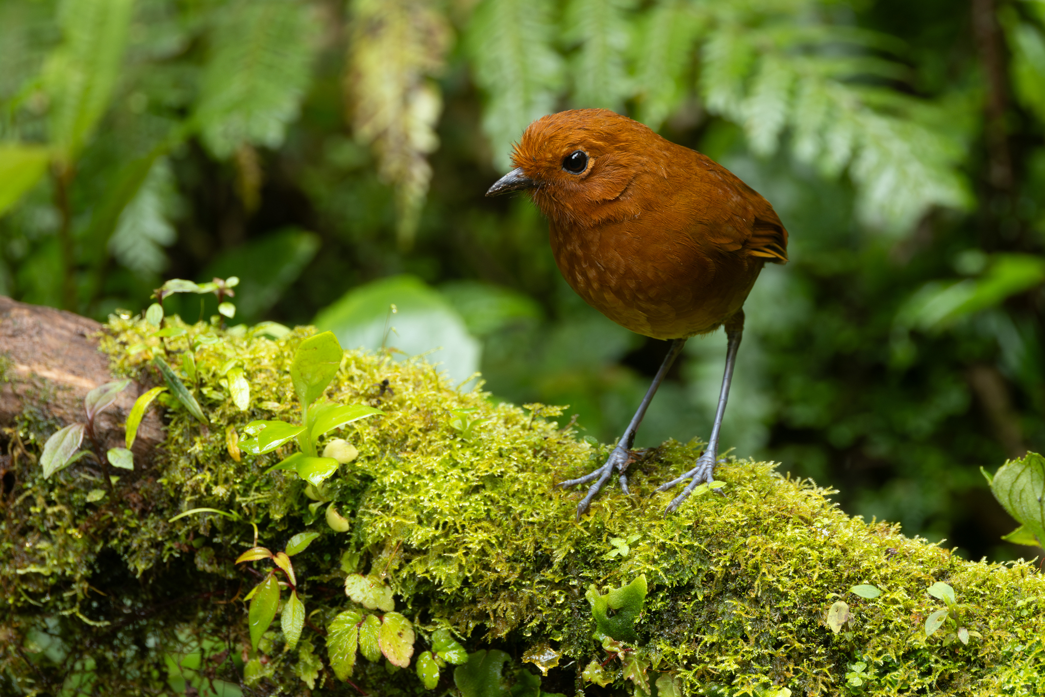 Chami Antpitta (Grallaria alvarezi), photo 9