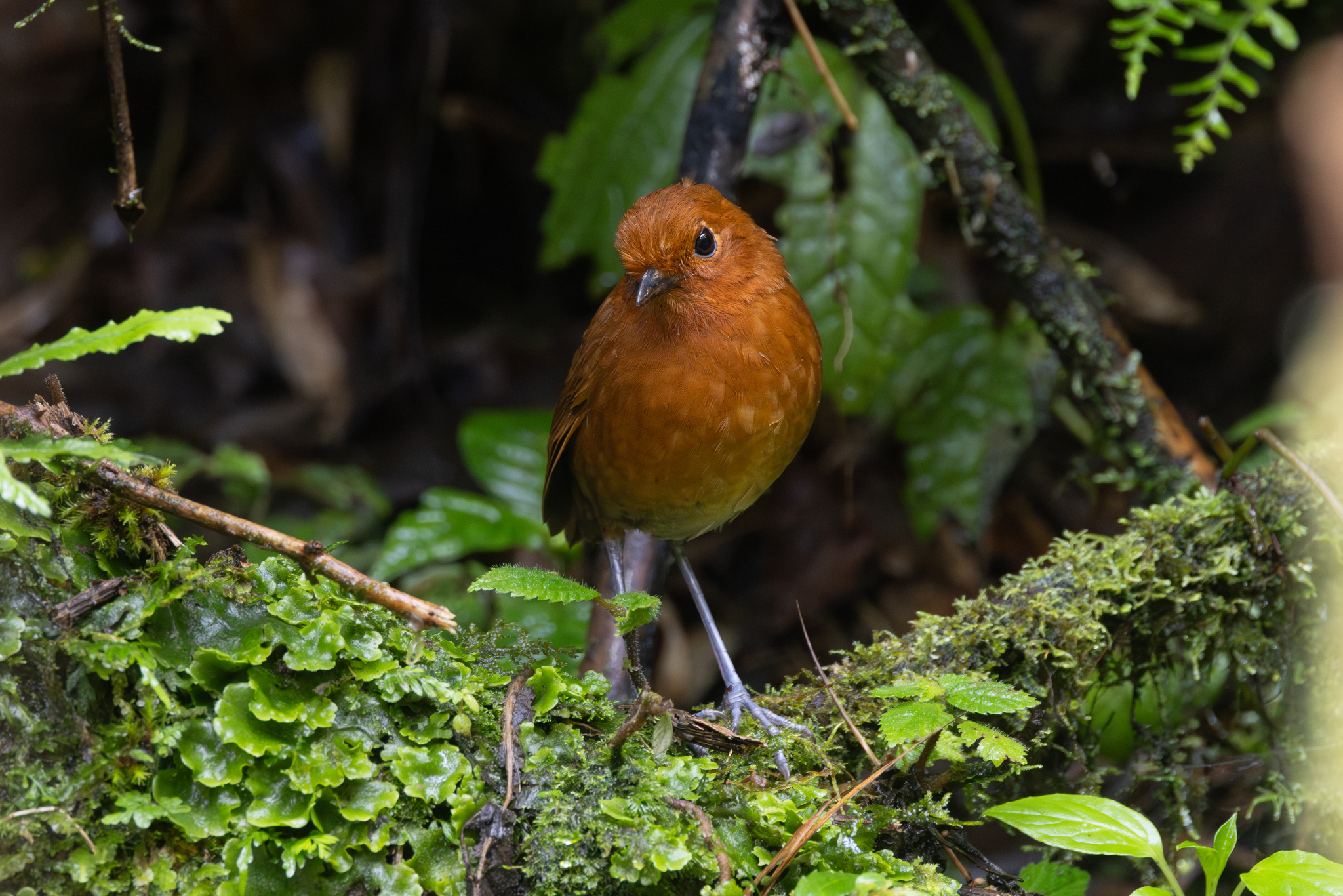 Chami Antpitta (Grallaria alvarezi), photo 8