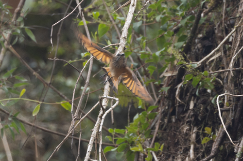 Streak-throated Bush Tyrant (Myiotheretes striaticollis), photo 7