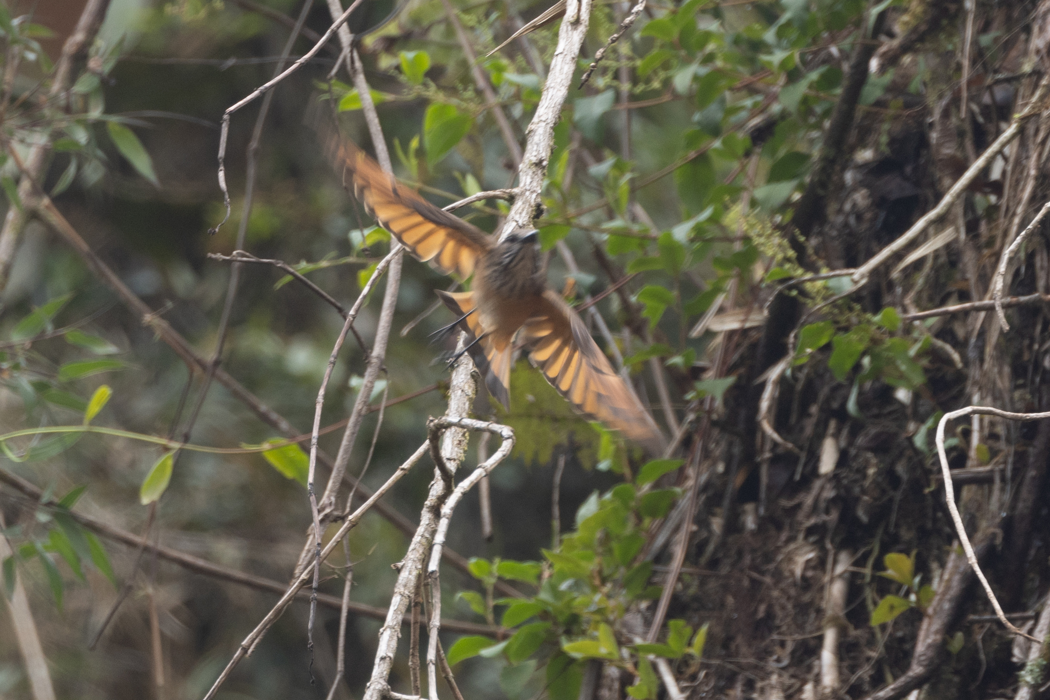 Streak-throated Bush Tyrant (Myiotheretes striaticollis), photo 5