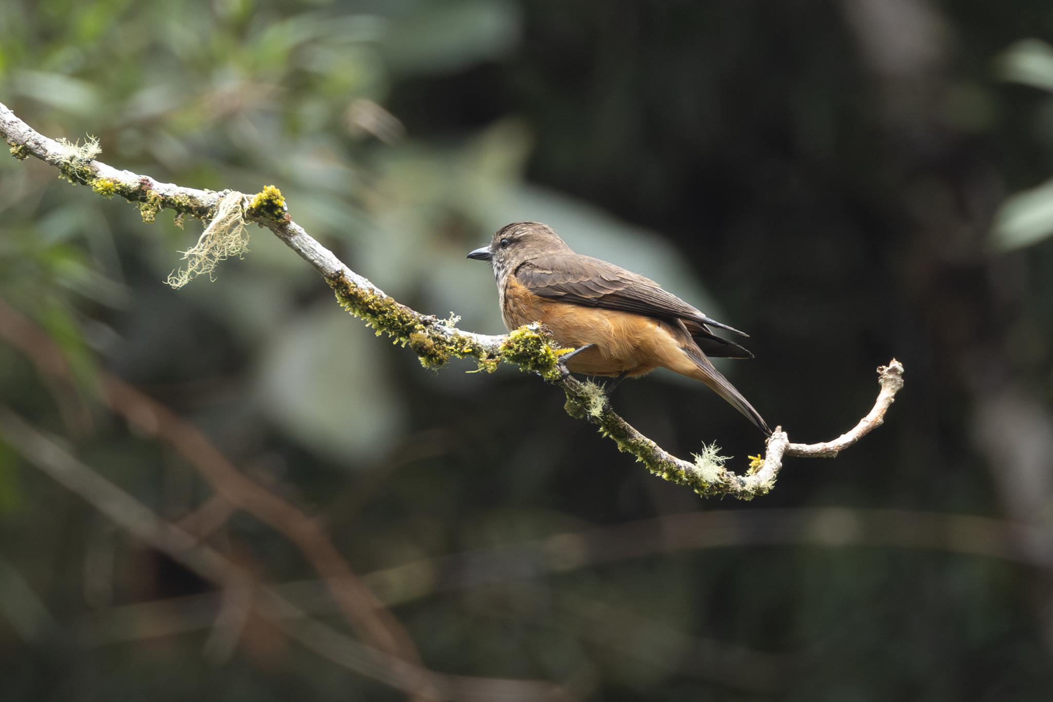 Streak-throated Bush Tyrant (Myiotheretes striaticollis), photo 4