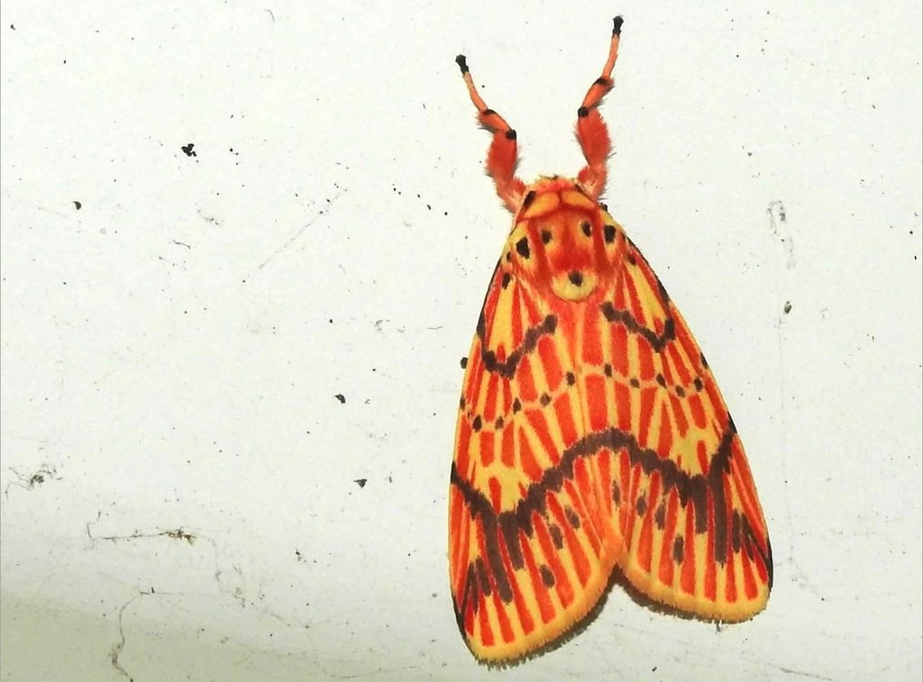 Barsine striata from 沙田 on February 1, 2019 by Alan Kwok (King Lun