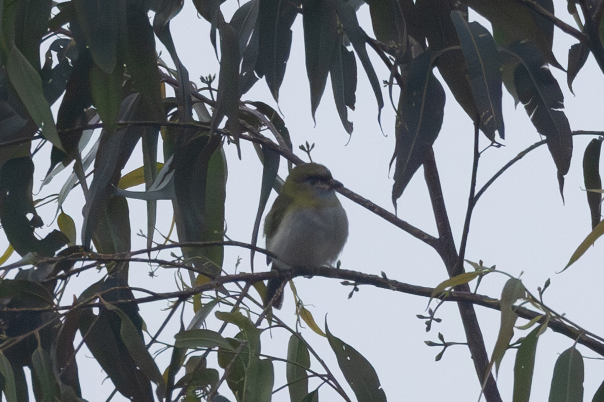 Black-billed Peppershrike (Cyclarhis nigrirostris), photo 5