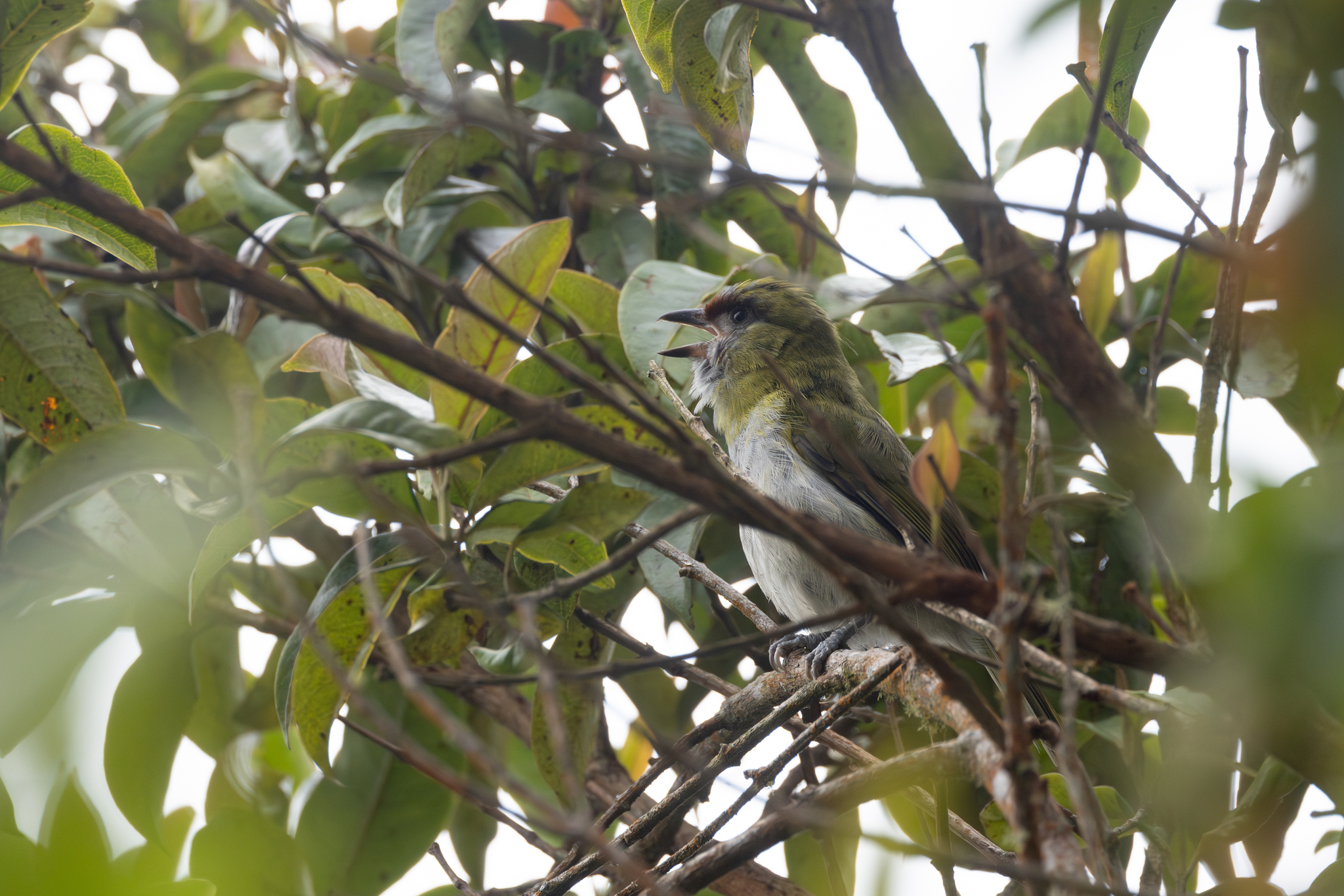 Black-billed Peppershrike (Cyclarhis nigrirostris), photo 6