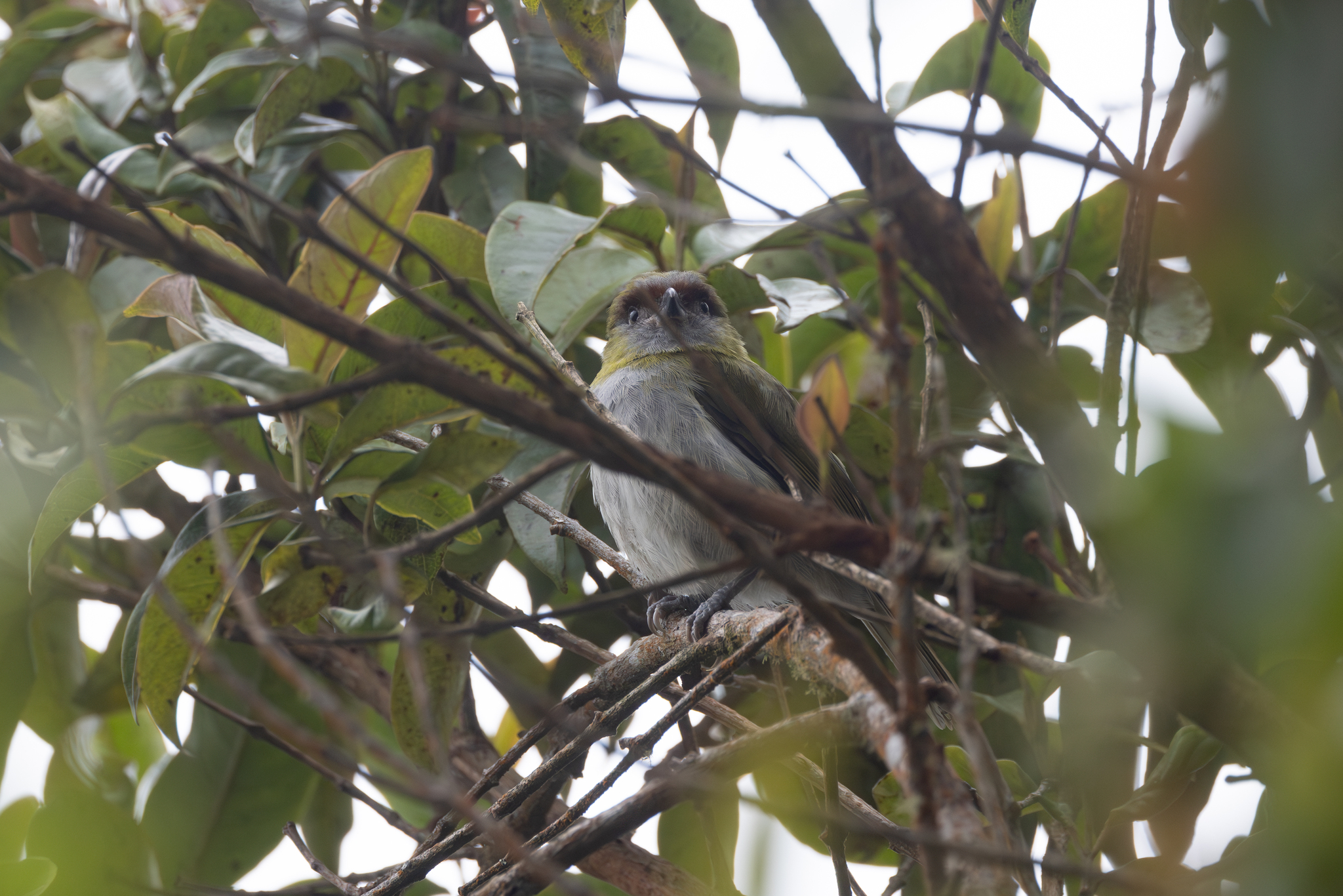 Black-billed Peppershrike (Cyclarhis nigrirostris), photo 4