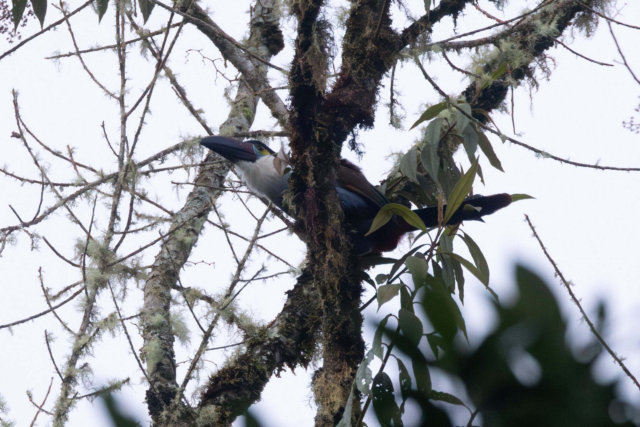 Black-billed Mountain Toucan (Andigena nigrirostris), photo 6