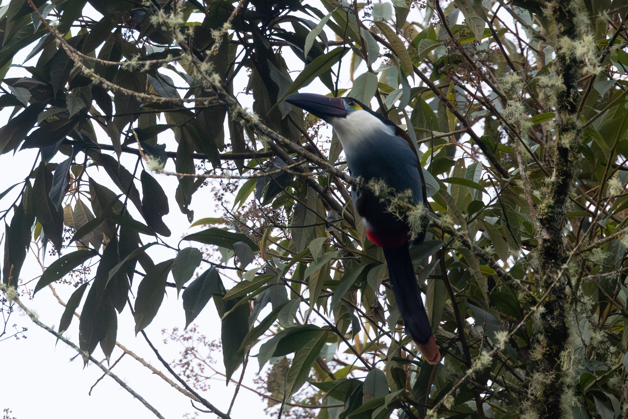 Black-billed Mountain Toucan (Andigena nigrirostris), photo 7