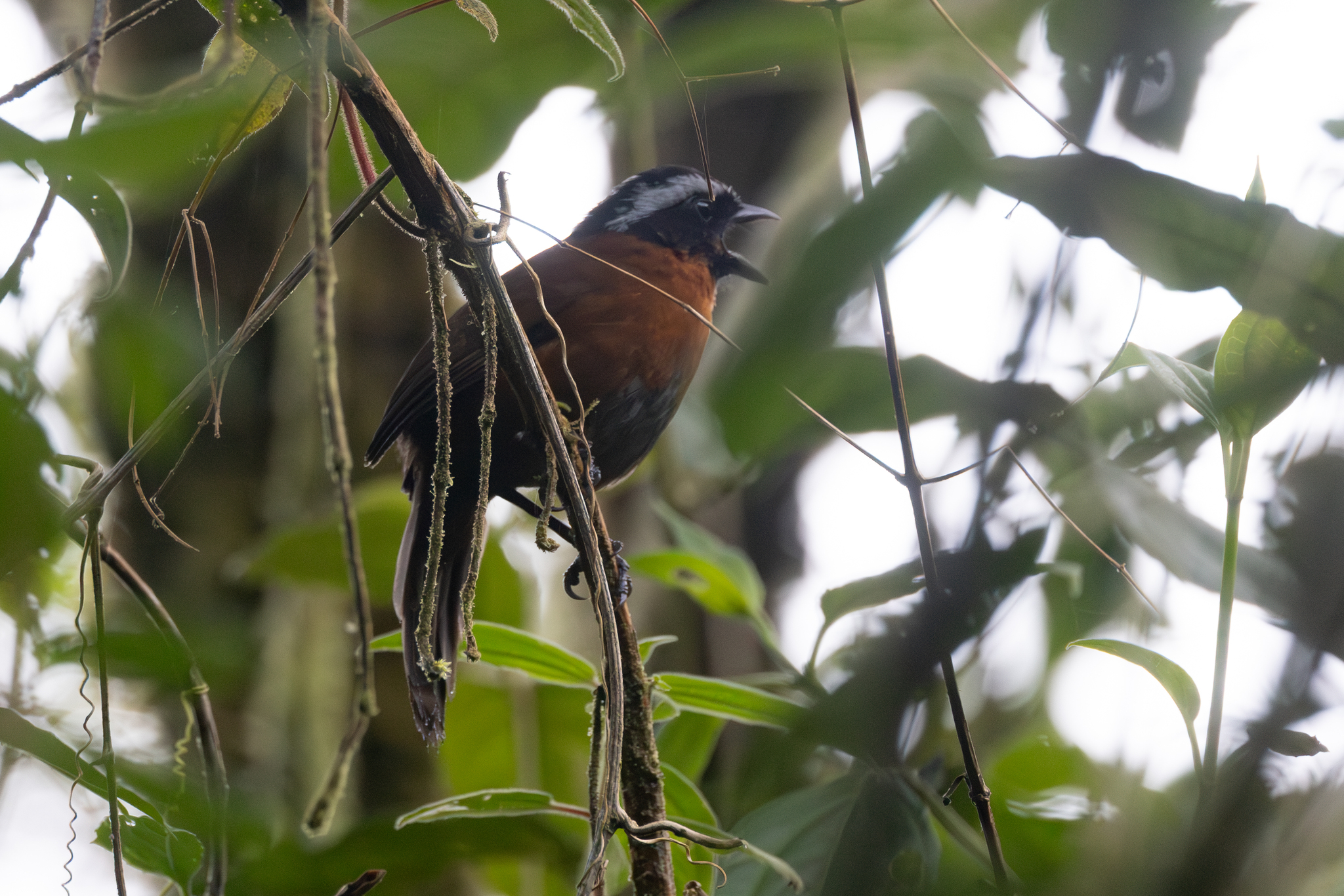 Tanager Finch (Oreothraupis arremonops), photo 4