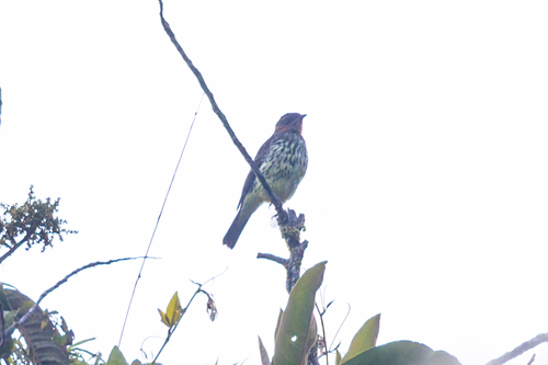 Chestnut-crested Cotinga (Ampelion rufaxilla), photo 2