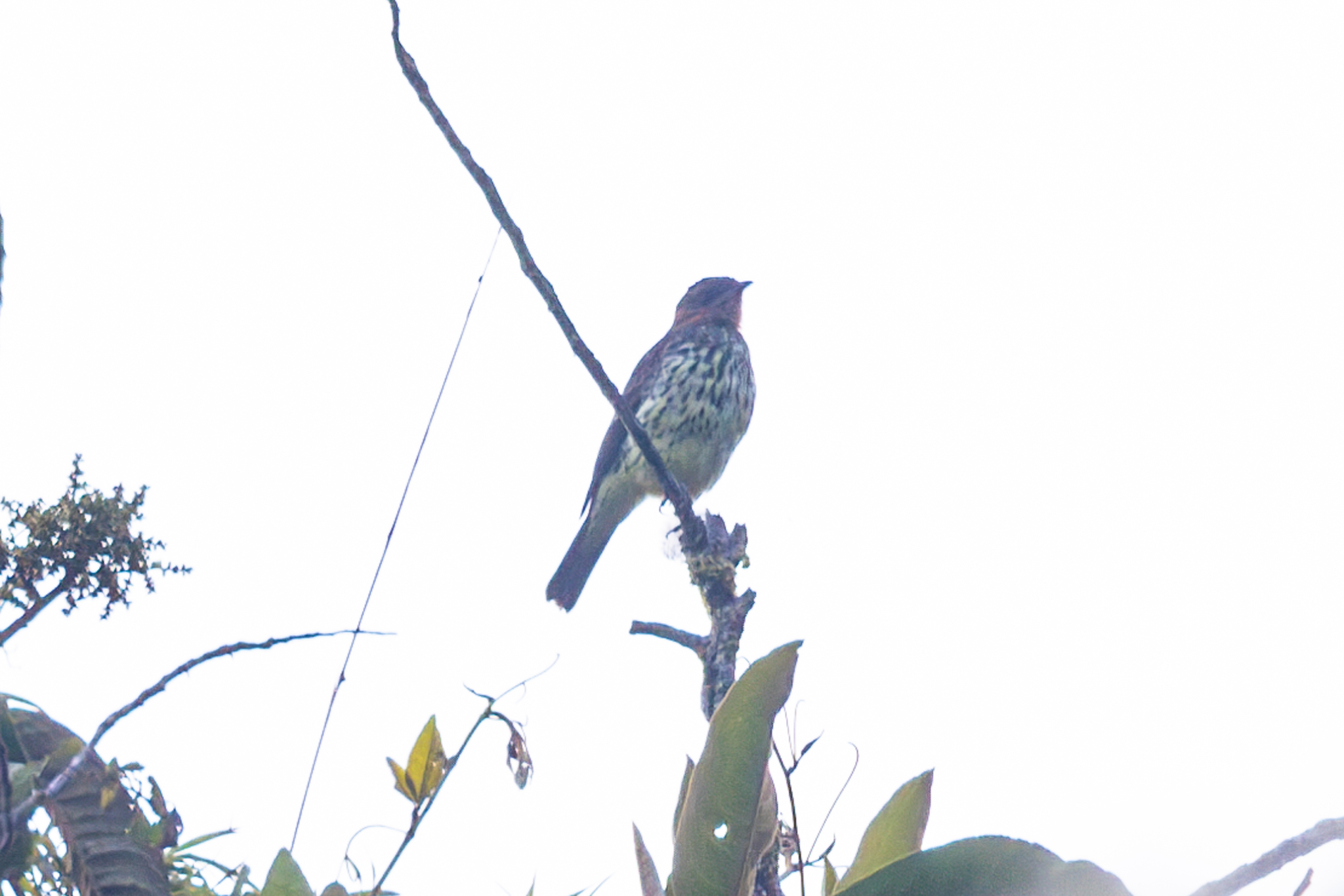 Chestnut-crested Cotinga (Ampelion rufaxilla), photo 2