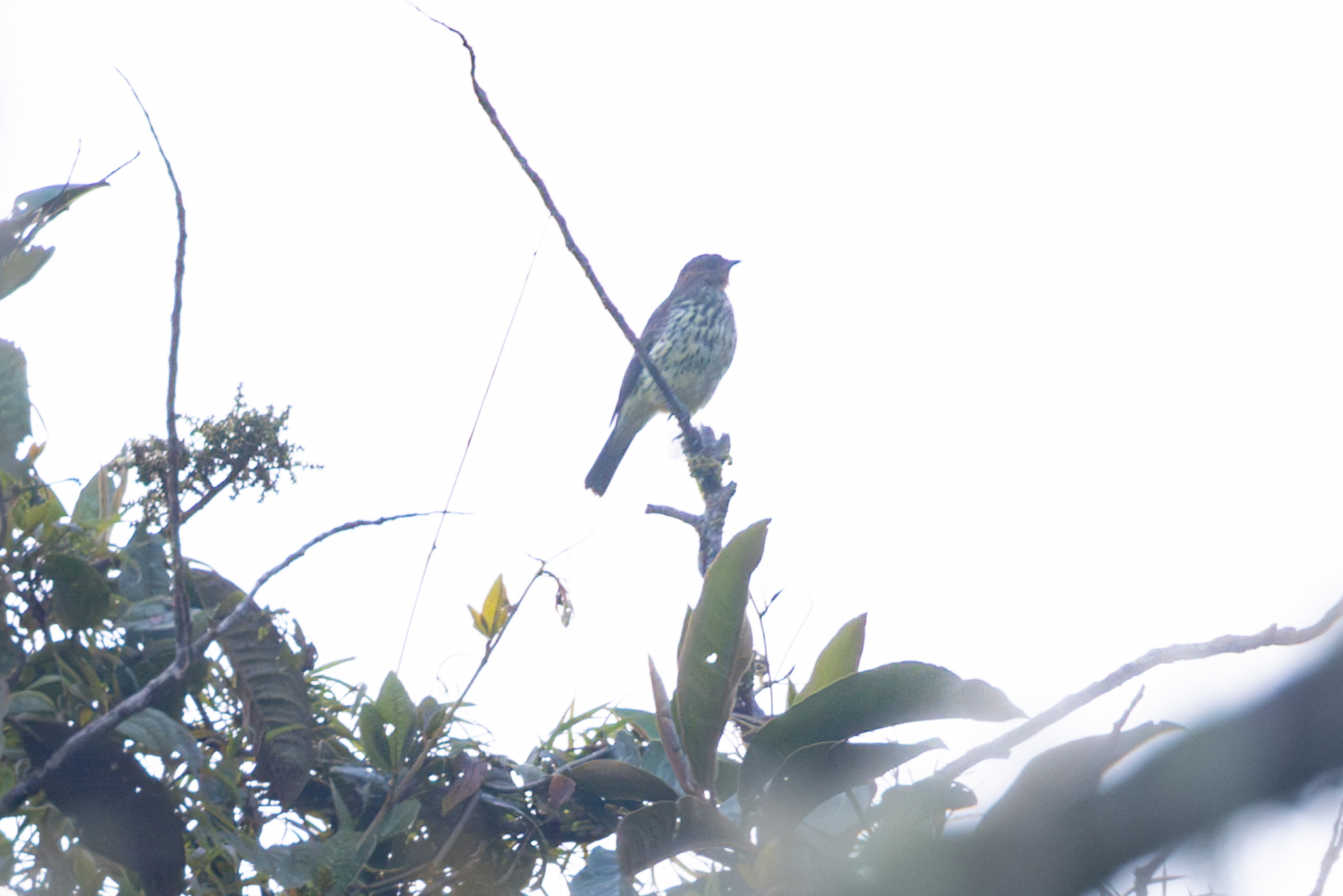 Chestnut-crested Cotinga (Ampelion rufaxilla), photo 3