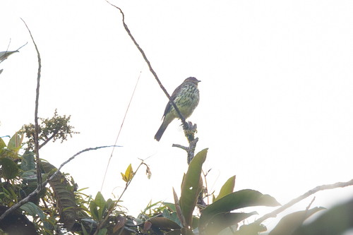 Chestnut-crested Cotinga (Ampelion rufaxilla), photo 9