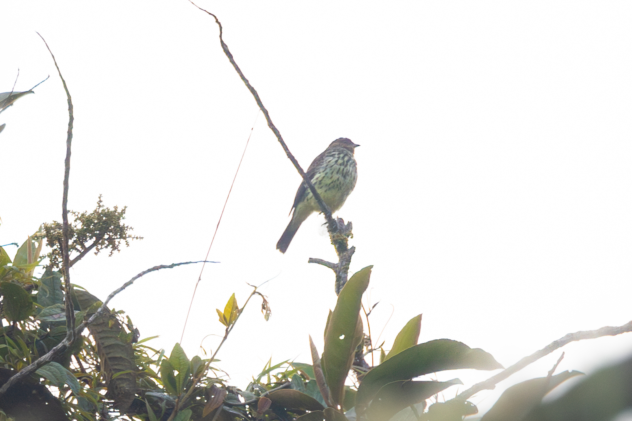 Chestnut-crested Cotinga (Ampelion rufaxilla), photo 4