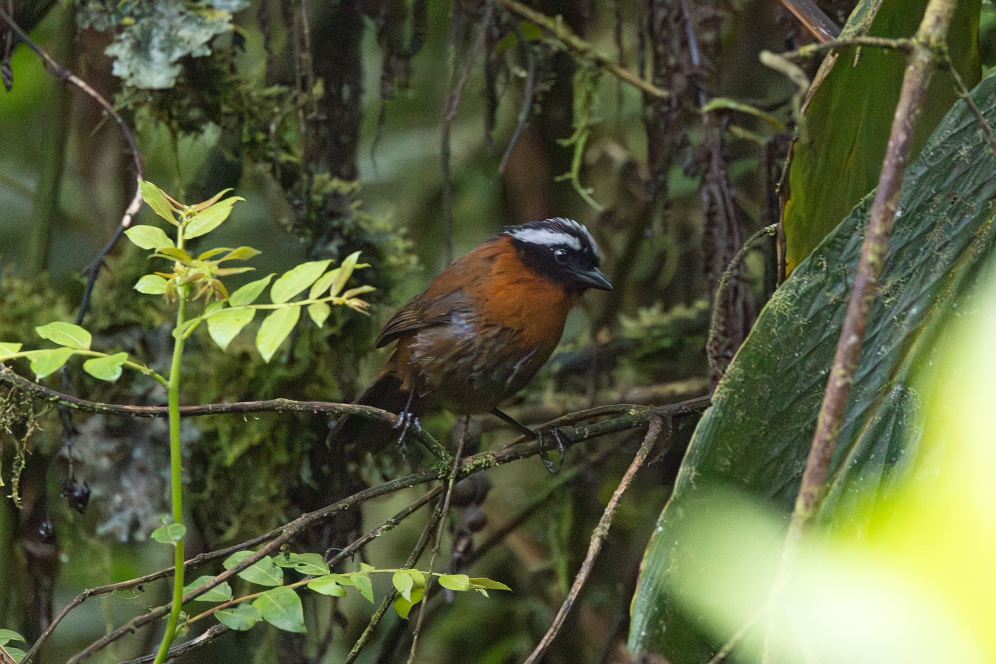 Tanager Finch (Oreothraupis arremonops), photo 3