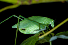 Amblycorypha rotundifolia
