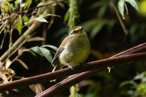 Yellow-bellied Chat-Tyrant (Silvicultrix diadema), photo 5