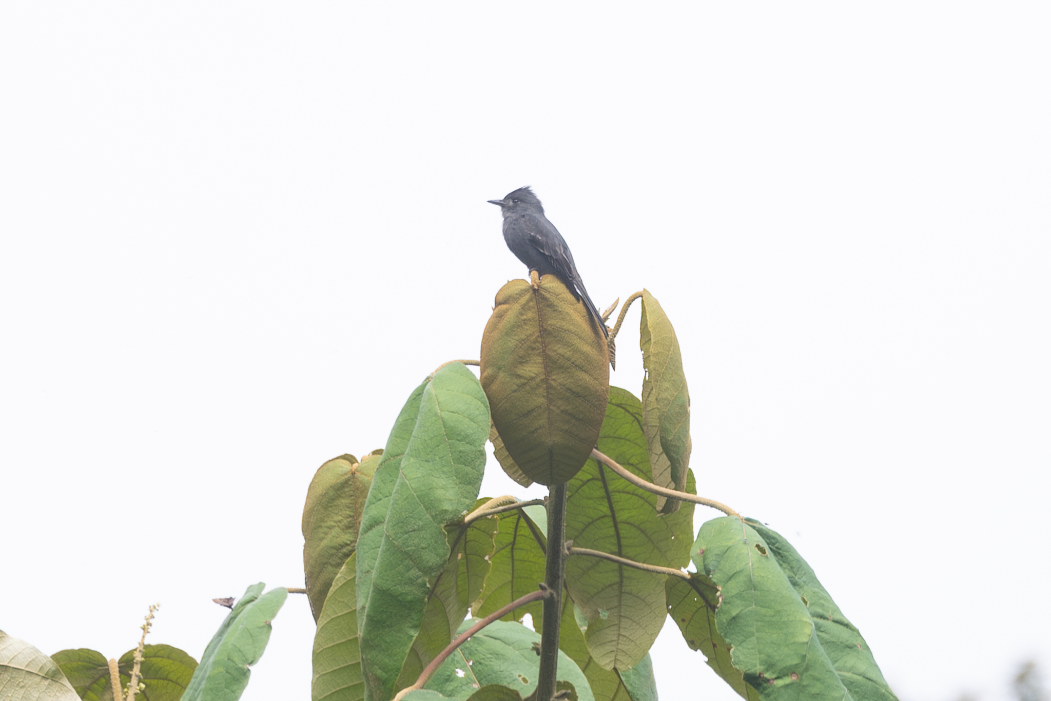 Smoke-colored Pewee (Contopus fumigatus), photo 5