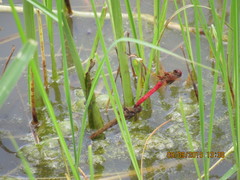Sympetrum illotum