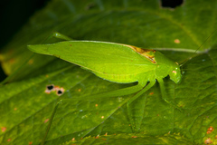 Amblycorypha rotundifolia