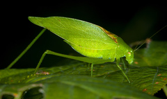 Amblycorypha rotundifolia