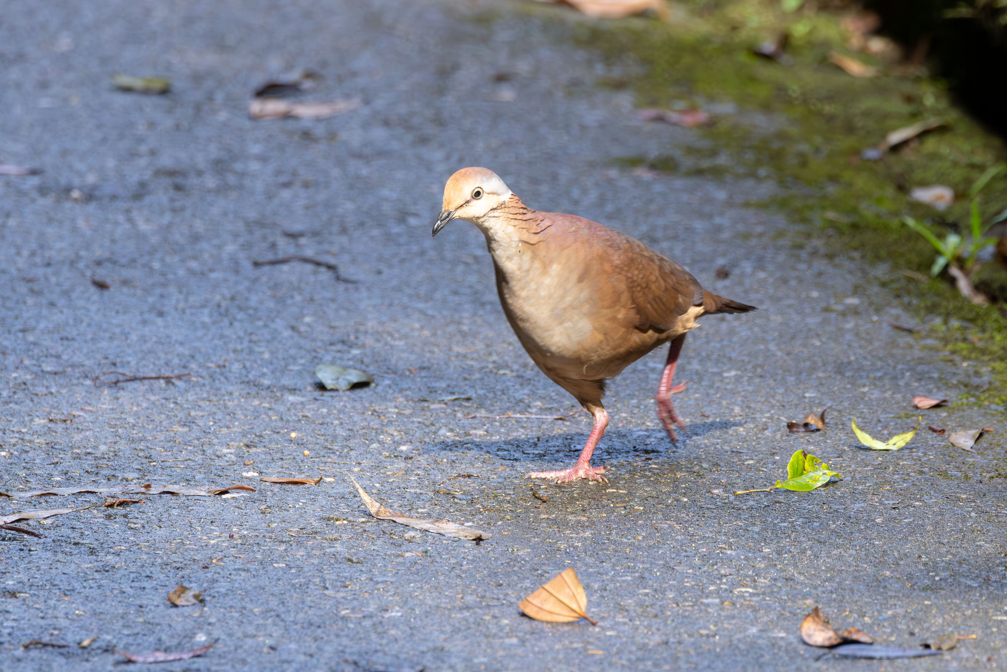 Lined Quail-Dove (Zentrygon linearis), photo 7
