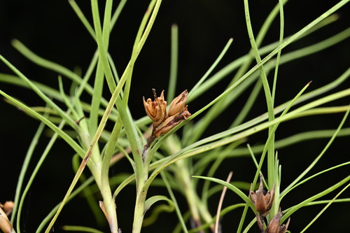 Dracophyllum urvilleanum observed 2025-04-17