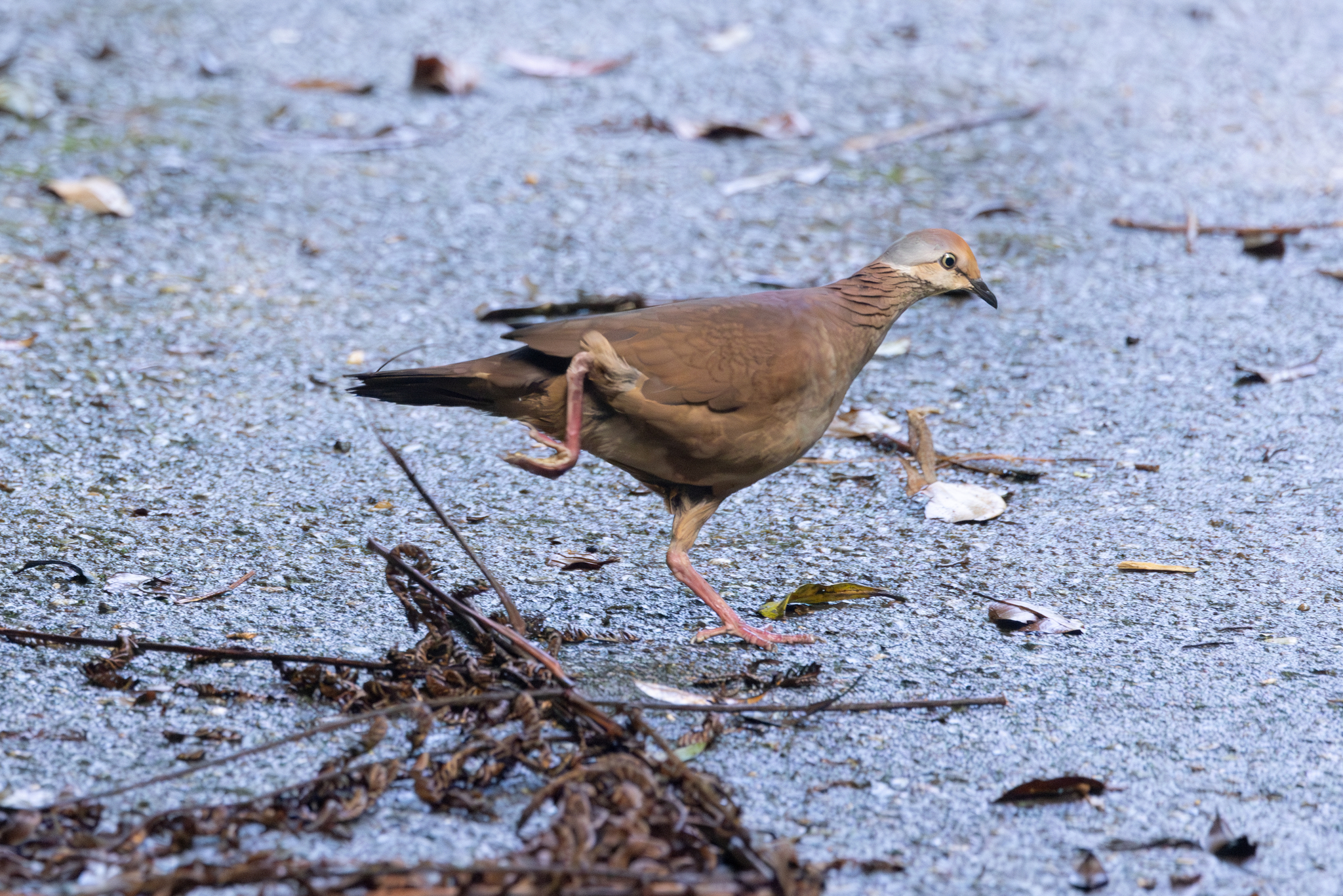Lined Quail-Dove (Zentrygon linearis), photo 9
