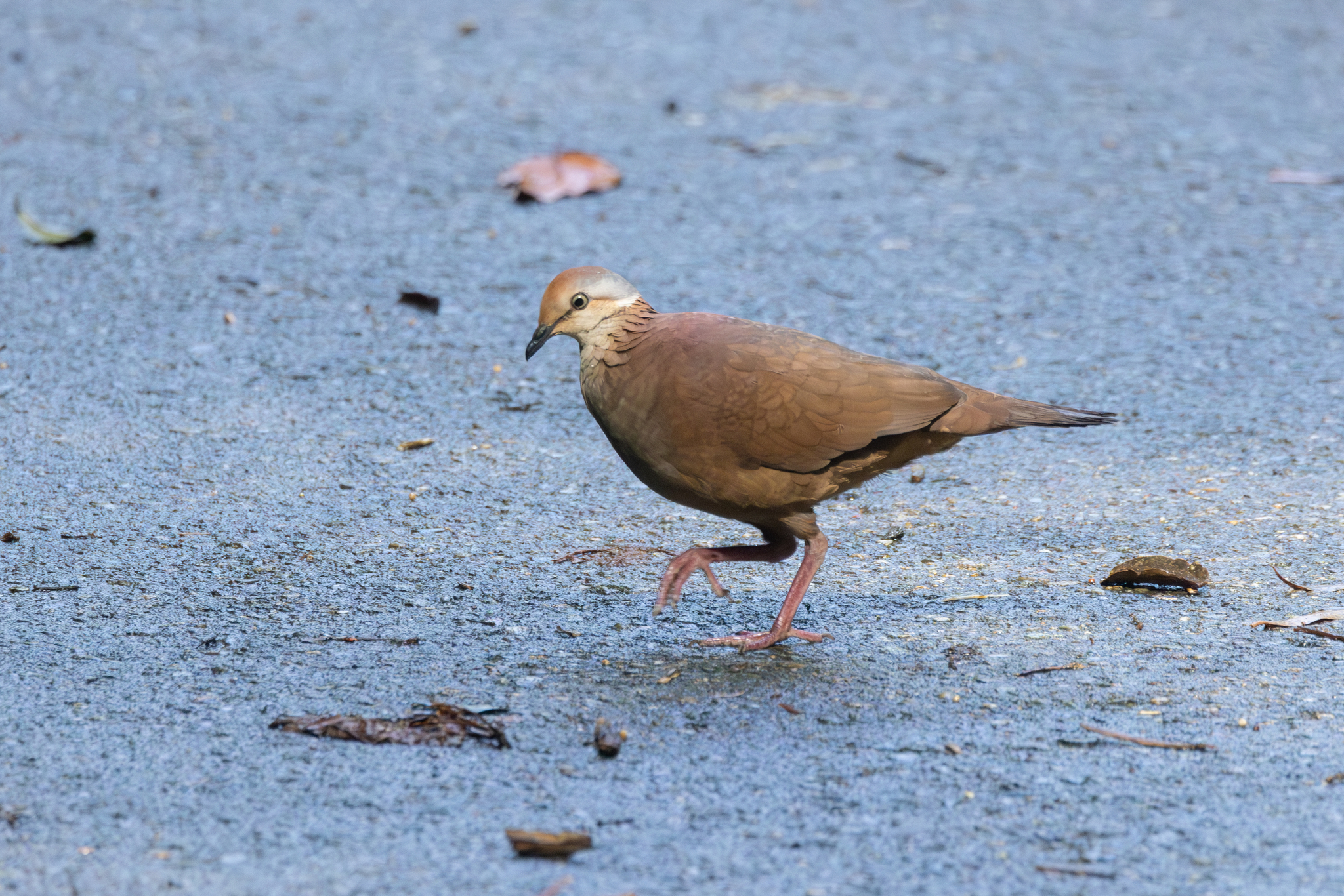 Lined Quail-Dove (Zentrygon linearis), photo 8