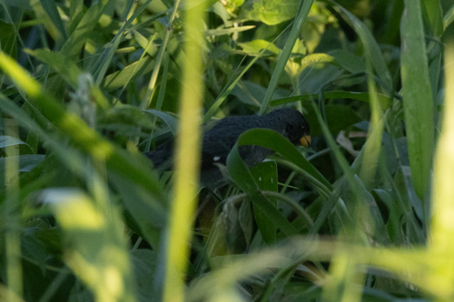 Grey Seedeater (Sporophila intermedia), photo 8