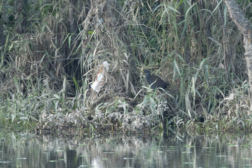Blackish Rail (Pardirallus nigricans), photo 7