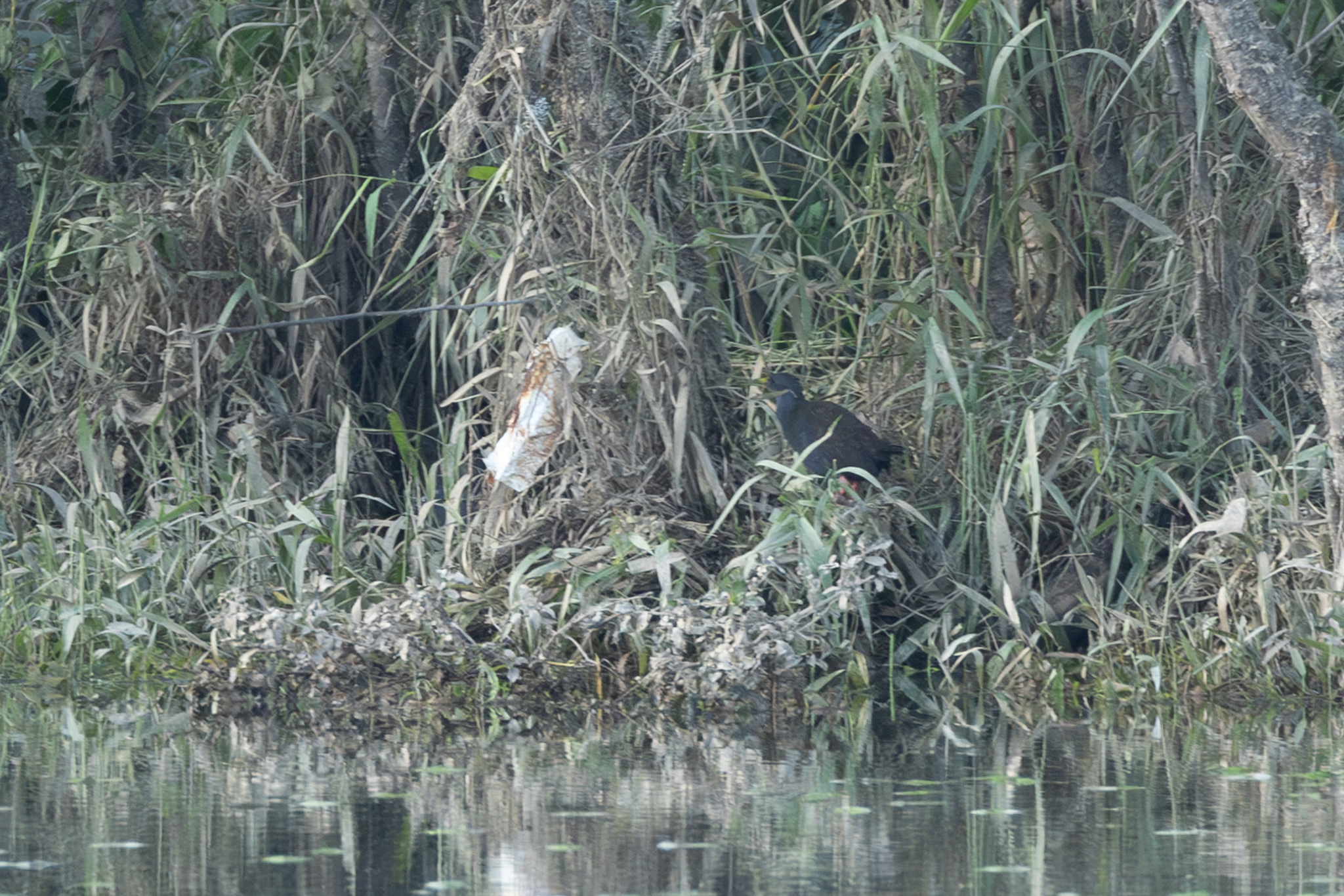 Blackish Rail (Pardirallus nigricans), photo 7