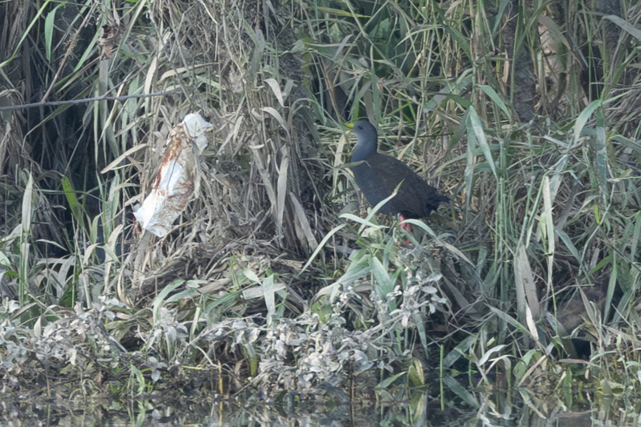 Blackish Rail (Pardirallus nigricans), photo 8