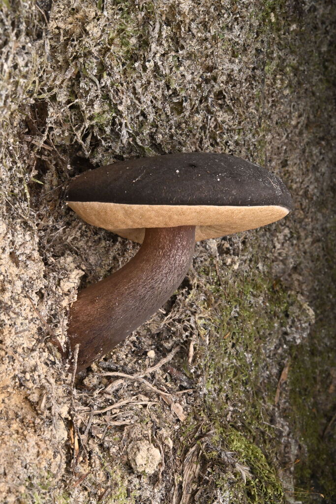 Tylopilus formosus · April 2025 · photo: © invertebratist (iNaturalist, cc-by-nc)