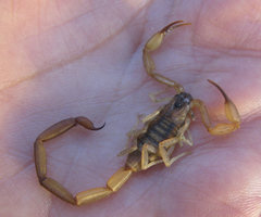 Centruroides griseus
